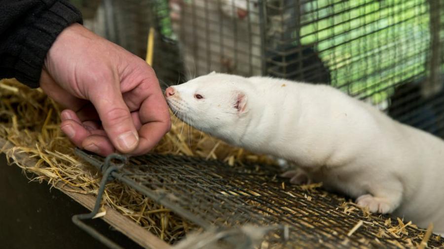 Μακεδονία: Συναγερμός μετά από θετικά κρούσματα κορονοϊού σε 11 μονάδες εκτροφής μινκ