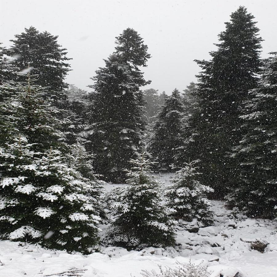 Παρνασσός χιόνια: Χιόνισε στον Παρνασσό και το τοπίο είναι ονειρικό – Δείτε τις εντυπωσιακές εικόνες