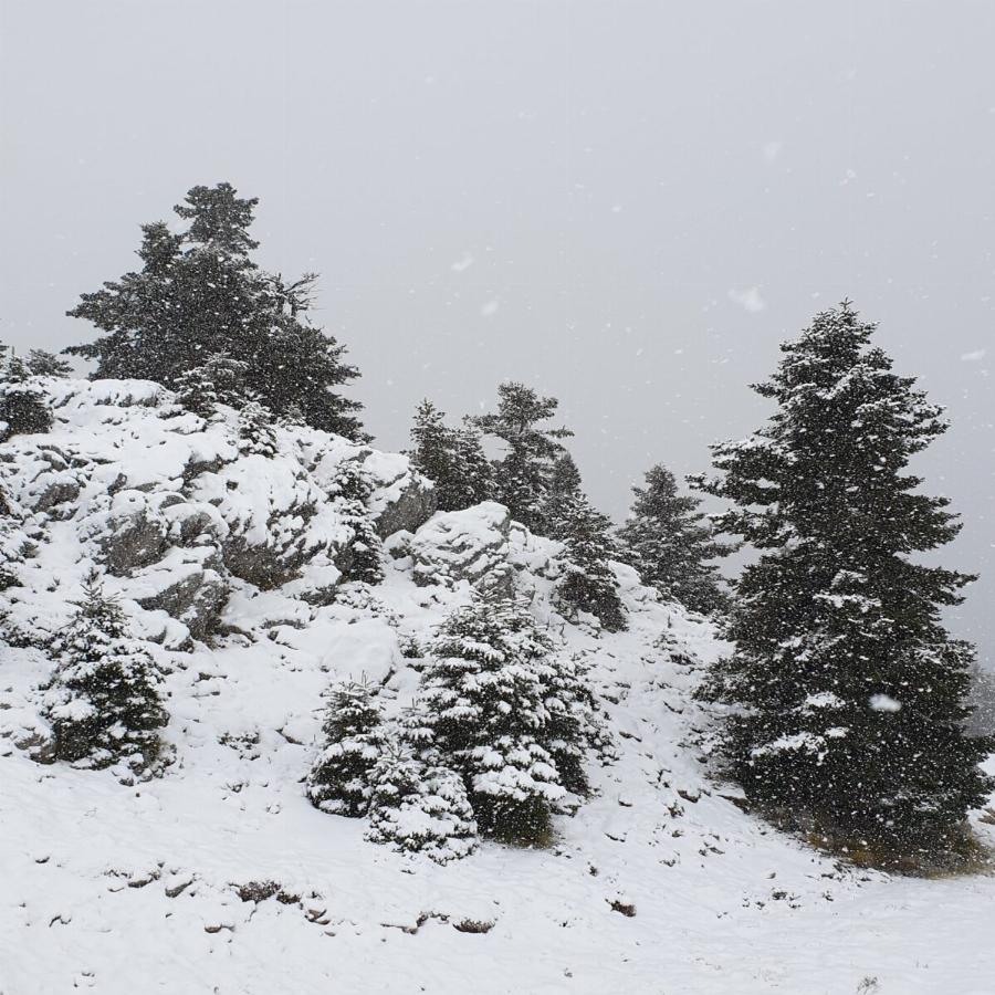 Παρνασσός χιόνια: Χιόνισε στον Παρνασσό και το τοπίο είναι ονειρικό – Δείτε τις εντυπωσιακές εικόνες