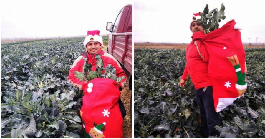 Κιλκίς: Αγρότης βάζει χριστουγεννιάτικη μουσική στα λαχανικά του – «Την αγαπούν» λέει ο ίδιος