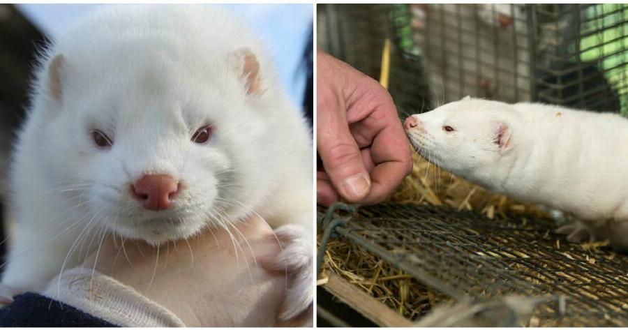 Μακεδονία: Συναγερμός μετά από θετικά κρούσματα κορονοϊού σε 11 μονάδες εκτροφής μινκ