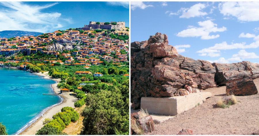 Μυτιλήνη: Ανακαλύφθηκε σπάνιο απολίθωμα δέντρου στο νησί – Έχει διατηρήσει ακέραια τα κλαδιά και τις ρίζες του