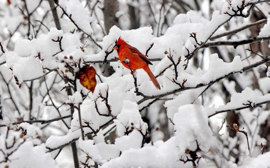 Κακοκαιρία: Χιονιάς θα έρθει τις επόμενες μέρες στη χώρα – Δείτε αναλυτικά την πρόβλεψη του καιρού