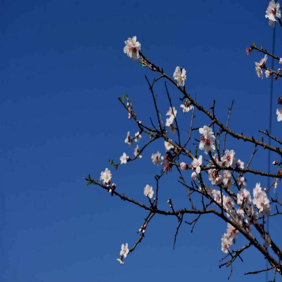 Πρόγνωση καιρού 25/2: Γενικά αίθριος ο καιρός στη χώρα – Ασθενείς βροχές στην Κρήτη