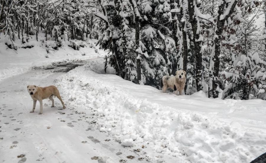 Λίμνη Πλαστήρα: Μαγευτικό το τοπίο από τα χιόνια της κακοκαιρίας «Μήδεια» – Εντυπωσιακές φωτογραφίες