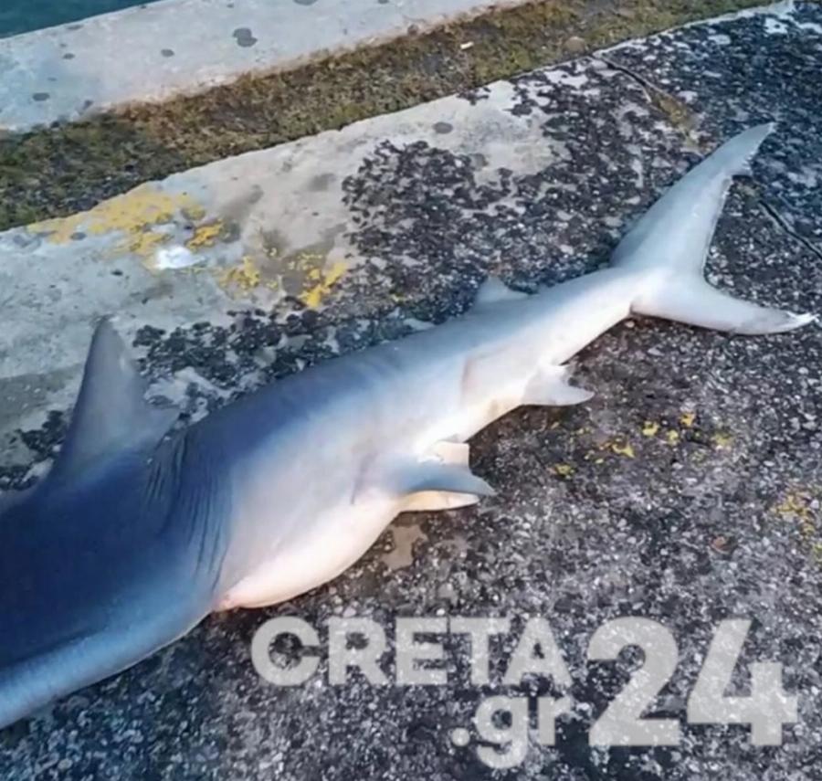 Πρέβεζα: Γιγαντιαίο ψάρι 130 κιλών έπιασαν ψαράδες που δεν πίστευαν στα μάτια τους- Τι ψάρι είναι