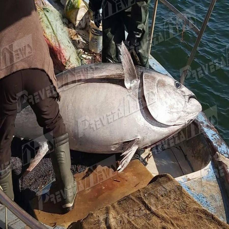 Πρέβεζα: Γιγαντιαίο ψάρι 130 κιλών έπιασαν ψαράδες που δεν πίστευαν στα μάτια τους- Τι ψάρι είναι