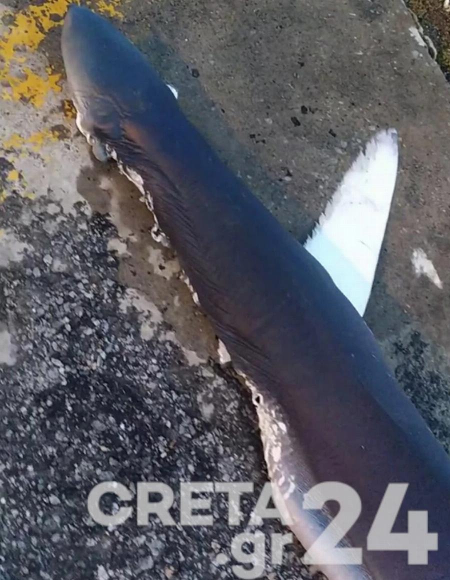 Πρέβεζα: Γιγαντιαίο ψάρι 130 κιλών έπιασαν ψαράδες που δεν πίστευαν στα μάτια τους- Τι ψάρι είναι