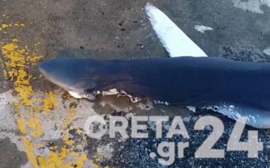 Πρέβεζα: Γιγαντιαίο ψάρι 130 κιλών έπιασαν ψαράδες που δεν πίστευαν στα μάτια τους- Τι ψάρι είναι