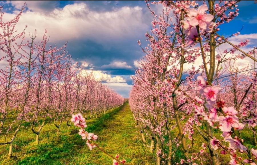 Πρέβεζα: Γιγαντιαίο ψάρι 130 κιλών έπιασαν ψαράδες που δεν πίστευαν στα μάτια τους- Τι ψάρι είναι
