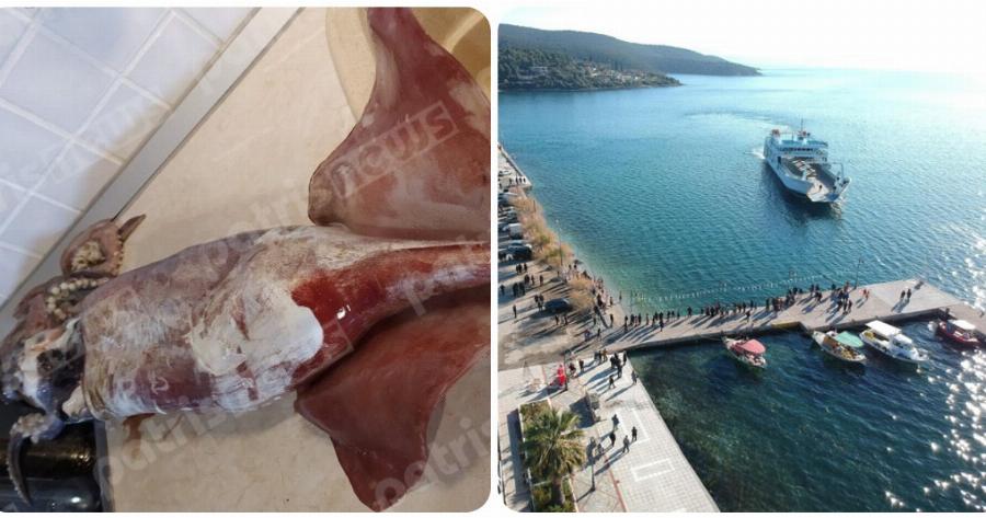 Γλύφα: Ψαράς έπιασε γιγαντιαίο θράψαλο 6 κιλών στην παραλία της Γλύφας