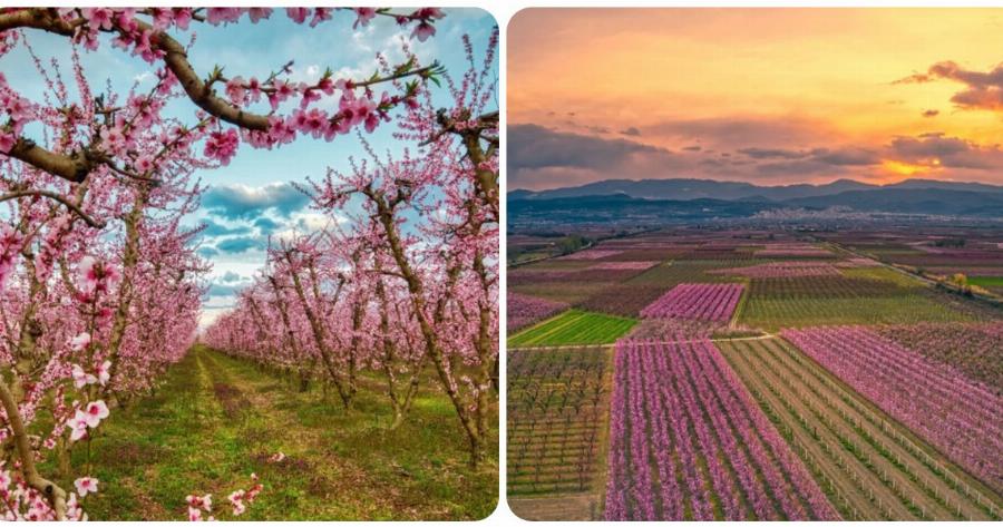 Ημαθία: Πανέμορφες φωτογραφίες από τις χιλιάδες ανθισμένες ροδακινιές που κάνουν ροζ το τοπίο