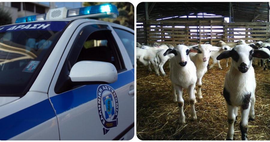 Ηράκλειο σοκ: Συνελήφθη οικογένεια για κλοπή ζώων και βρήκαν στην κατοχή τους καλάσνικοφ