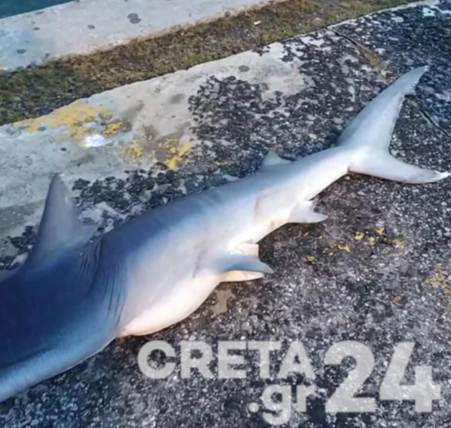 Γλύφα: Ψαράς έπιασε γιγαντιαίο θράψαλο 6 κιλών στην παραλία της Γλύφας