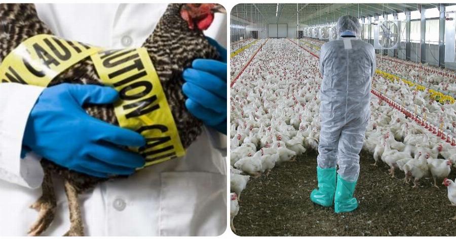 Καστοριά συναγερμός: Εντοπίστηκε ο ιός της γρίπης των πτηνών σε νεκρό πελεκάνο στη λίμνη