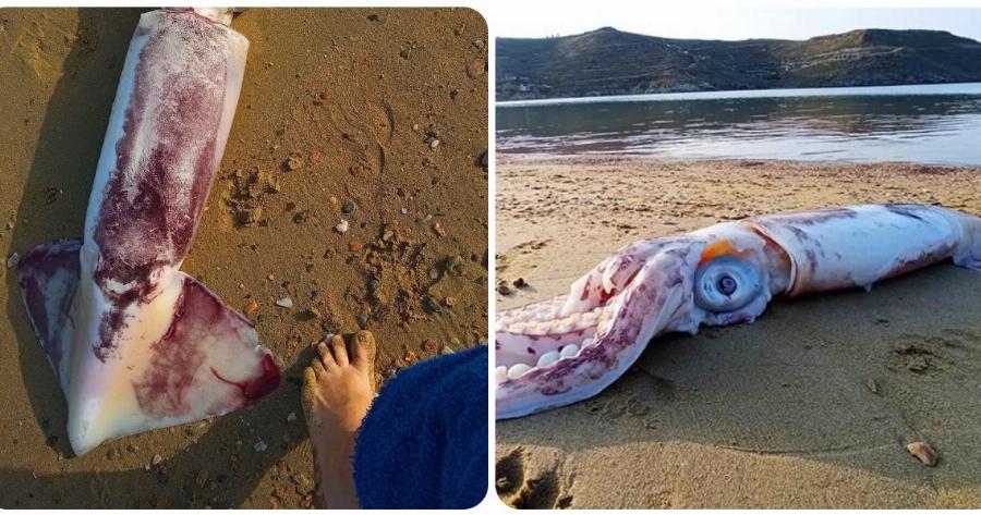 Κέα: Ένα τεράστιο θράψαλο ξεβράστηκε στην παραλία Οτζιά της Κέας – Εντυπωσικές φωτογραφίες