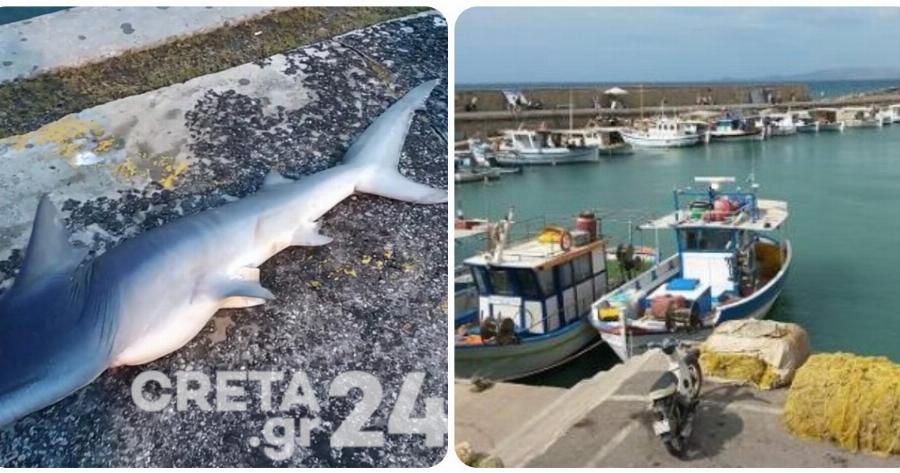 Λιμάνι Ηρακλείου: Ξεβράστηκε καρχαρίας στην Κρήτη – Εντυπωσιακές φωτογραφίες