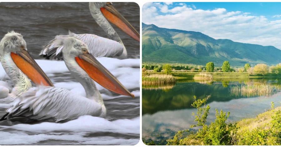 Λίμνη Κερκίνη: Νεκροί 50 αργυροπελεκάνοι από τον ιό της γρίπης των πτηνών