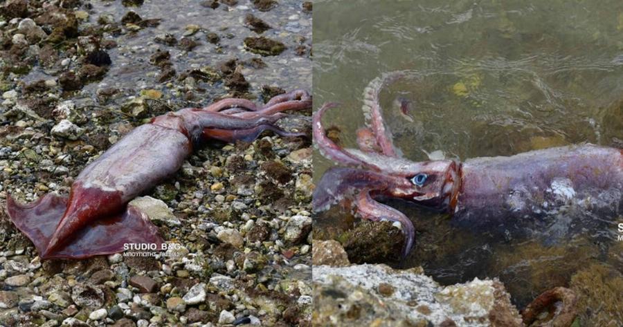 Ναύπλιο: Γιγαντιαίο καλαμάρι 1 μέτρου ξεβράστηκε νεκρό στην παραλία Καραθώνας