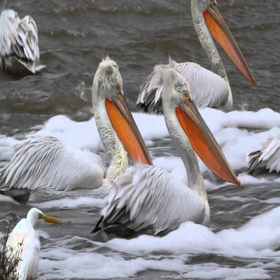 Λίμνη Κερκίνη: Νεκροί 50 αργυροπελεκάνοι από τον ιό της γρίπης των πτηνών