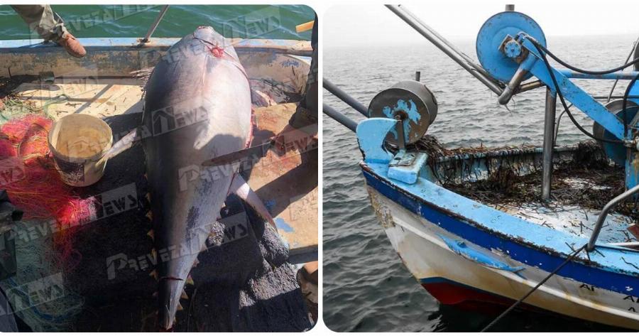 Πρέβεζα: Γιγαντιαίο ψάρι 130 κιλών έπιασαν ψαράδες που δεν πίστευαν στα μάτια τους- Τι ψάρι είναι