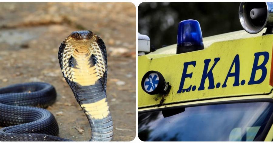Σοκ στην Αθήνα: Κόμπρα δάγκωσε 30χρονο – Δεν υπάρχει στην Ελλάδα αντίδοτο για το δηλητήριο
