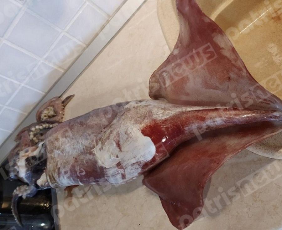 Γλύφα: Ψαράς έπιασε γιγαντιαίο θράψαλο 6 κιλών στην παραλία της Γλύφας