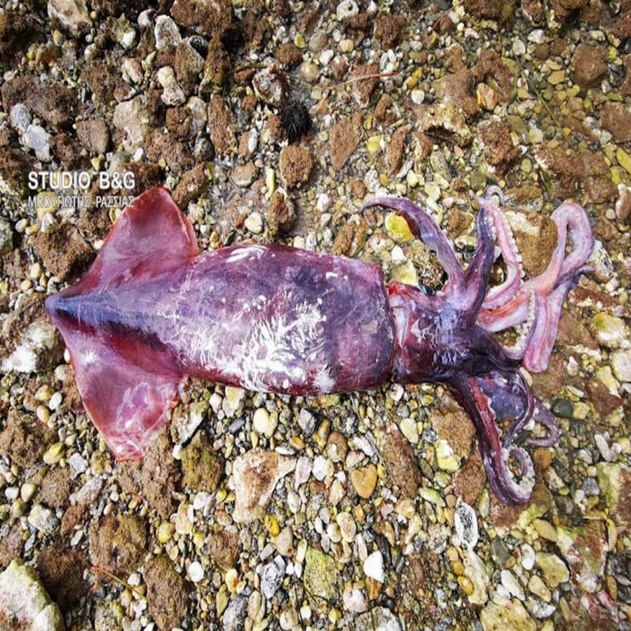 Ναύπλιο: Γιγαντιαίο καλαμάρι 1 μέτρου ξεβράστηκε νεκρό στην παραλία Καραθώνας