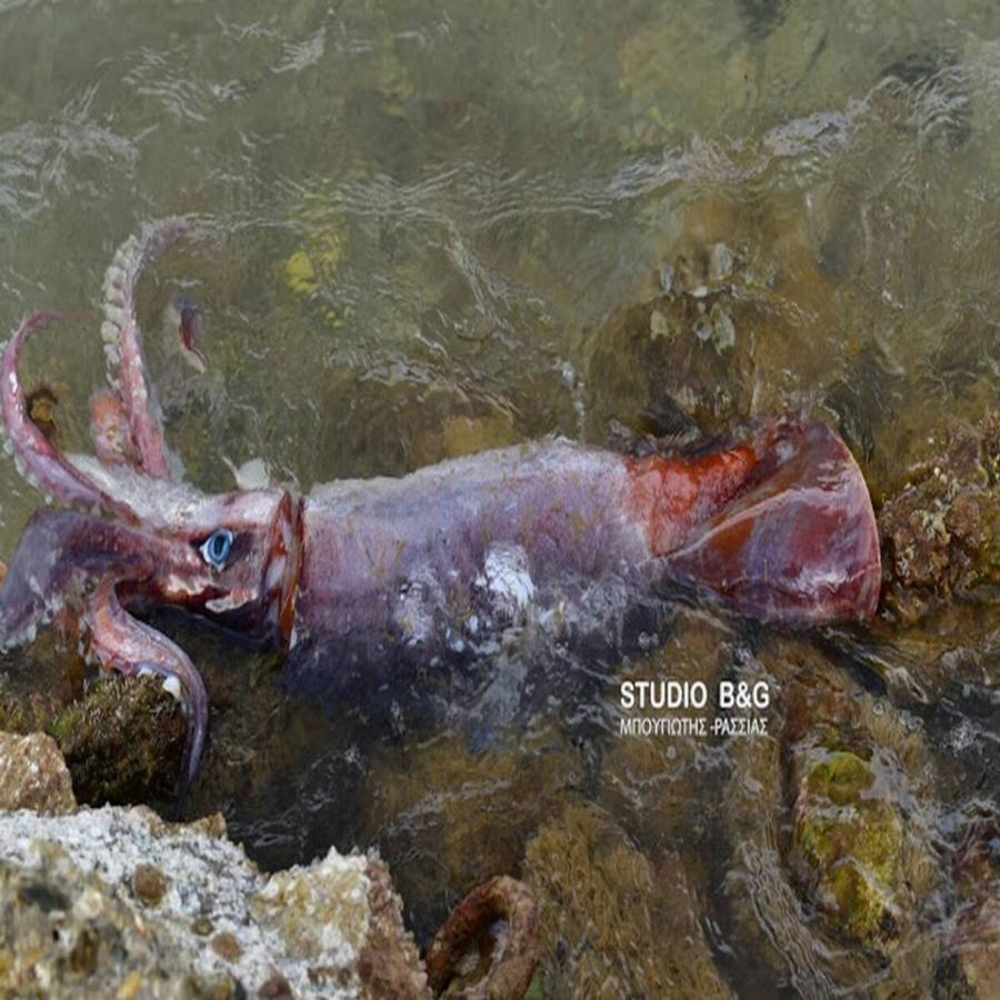 Ναύπλιο: Γιγαντιαίο καλαμάρι 1 μέτρου ξεβράστηκε νεκρό στην παραλία Καραθώνας
