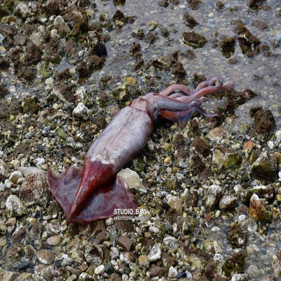 Ναύπλιο: Γιγαντιαίο καλαμάρι 1 μέτρου ξεβράστηκε νεκρό στην παραλία Καραθώνας