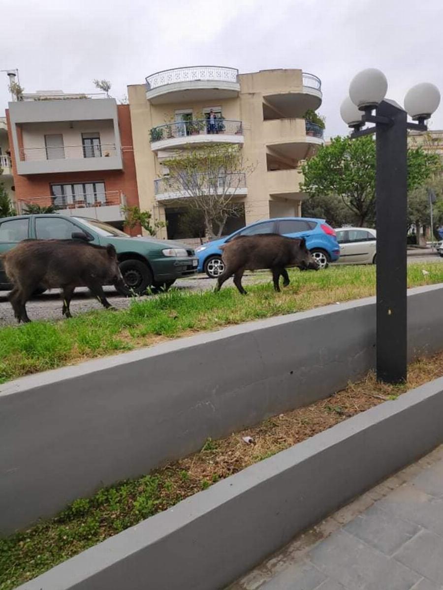 Σοκ στη Θεσσαλονίκη: Αγριογούρουνα βγήκαν στους δρόμους στο Πανόραμα και στο Χορτιάτη