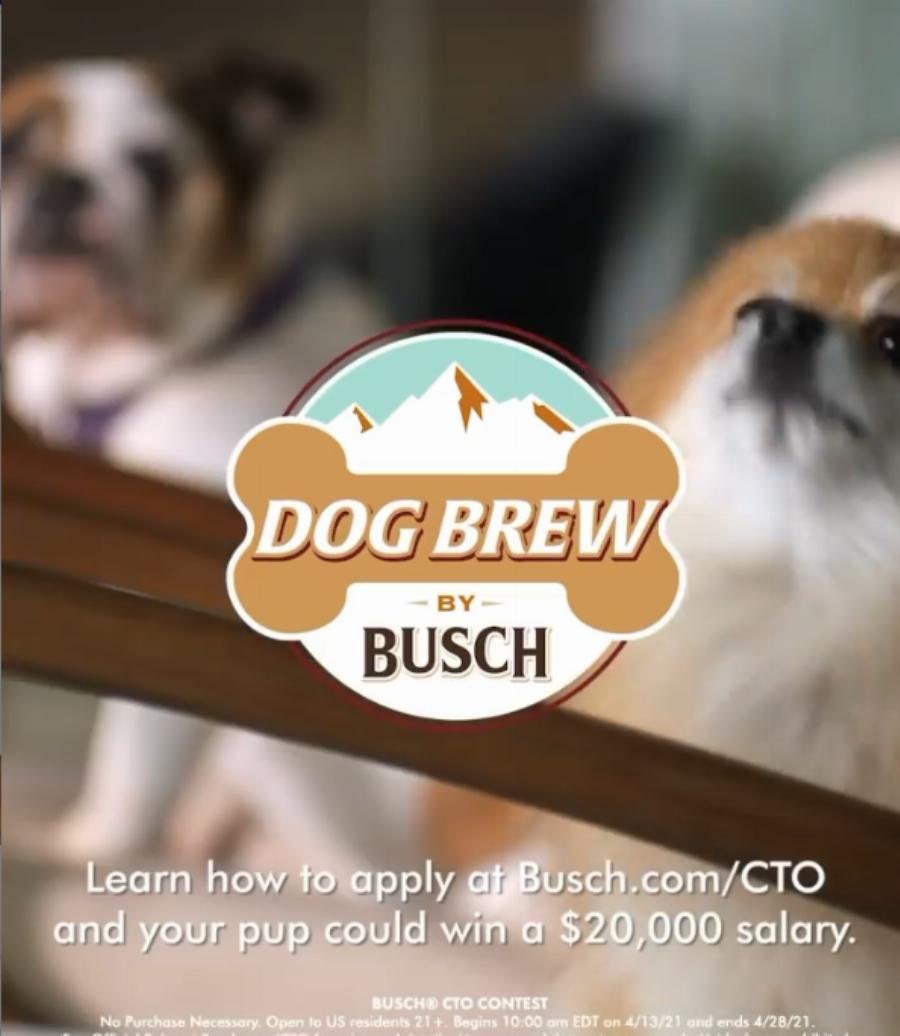 Μπύρα για σκύλους: Εταιρεία ψάχνει σκύλους δοκιμαστές με μισθό 20.000 δολάρια