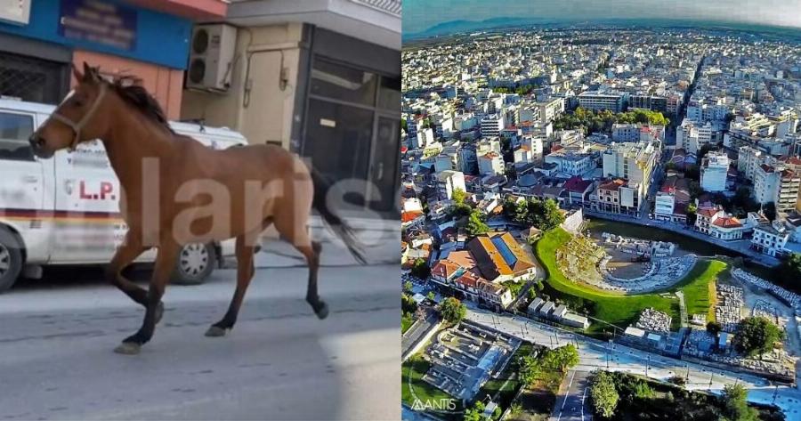 Λάρισα σοκ: Άλογο ξέφυγε του ιδιοκτήτη του και κυκλοφορούσε στο κέντρο της πόλης (βίντεο)