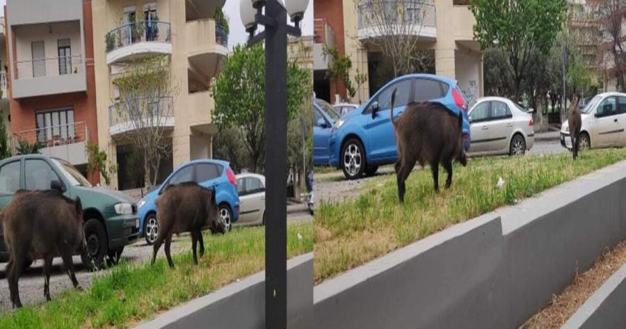 Σοκ στη Θεσσαλονίκη: Αγριογούρουνα βγήκαν στους δρόμους στο Πανόραμα και στο Χορτιάτη