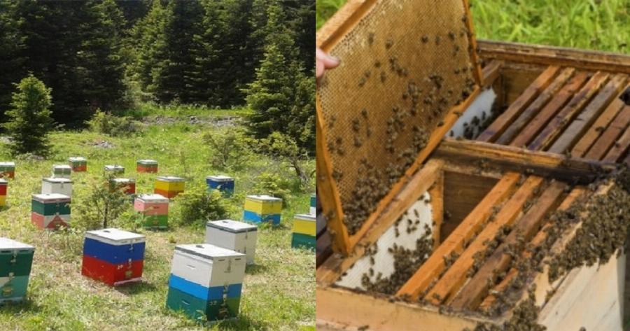 Θεσσαλονίκη κλοπή: 68χρονος κατηγορείται για 47 κλοπές κυψελών μελισσών