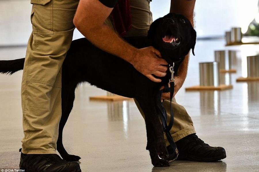 Σκύλος της CIA απολύθηκε γιατί προτιμούσε να παίζει αντί να ξετρυπώνει βόμβες