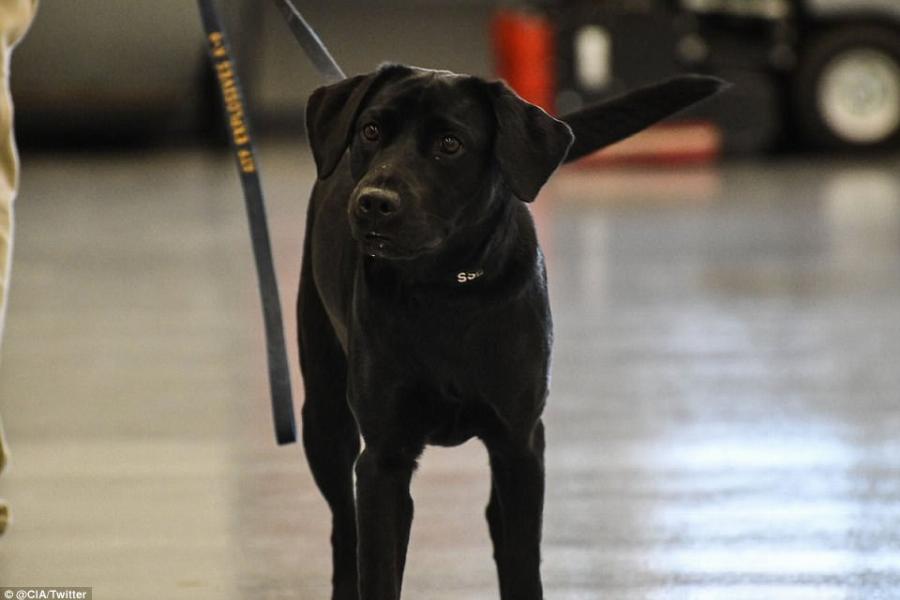 Σκύλος της CIA απολύθηκε γιατί προτιμούσε να παίζει αντί να ξετρυπώνει βόμβες