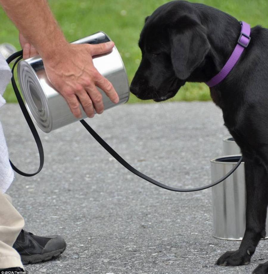 Σκύλος της CIA απολύθηκε γιατί προτιμούσε να παίζει αντί να ξετρυπώνει βόμβες