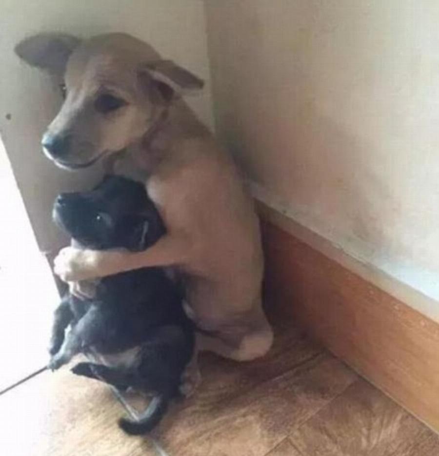 Αδέσποτος σκύλος δεν σταματάει να αγκαλιάζει τον φίλο του όταν τους έσωσαν από τους δρόμους