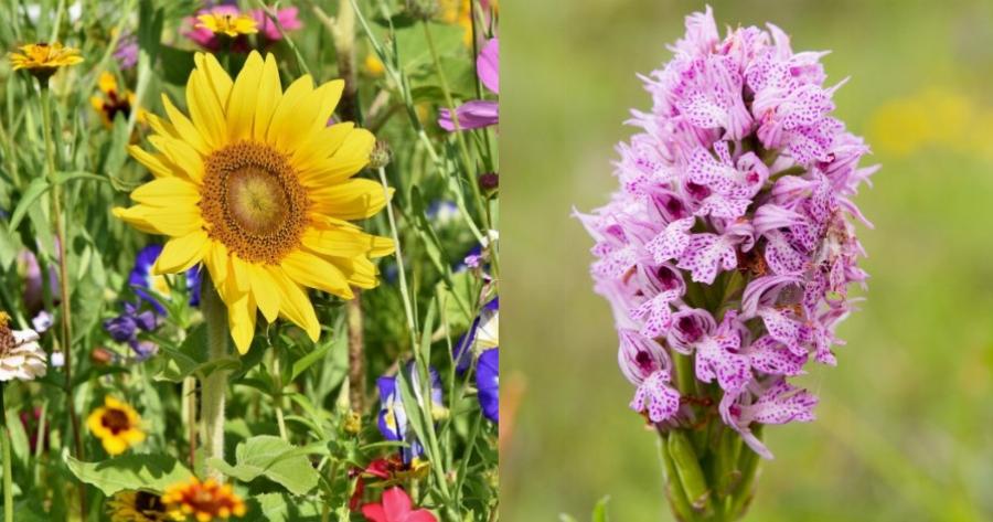 Αγρότες: Χρησιμοποιούν λουλούδια αντί για χημικά για την αντιμετώπιση των παράσιτων