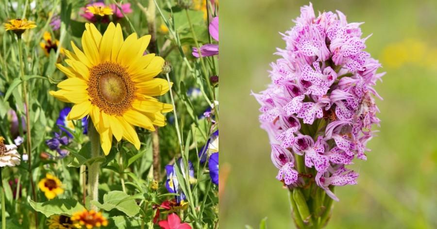 Αγρότες: Χρησιμοποιούν λουλούδια αντί για χημικά για την αντιμετώπιση των παράσιτων