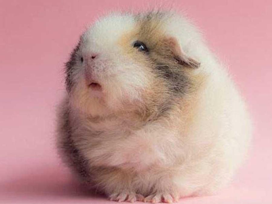 Ζώα με Σύνδρομο Down: Η σπάνια ομορφιά τους μέσα από 15 πανέμορφες φωτογραφίες