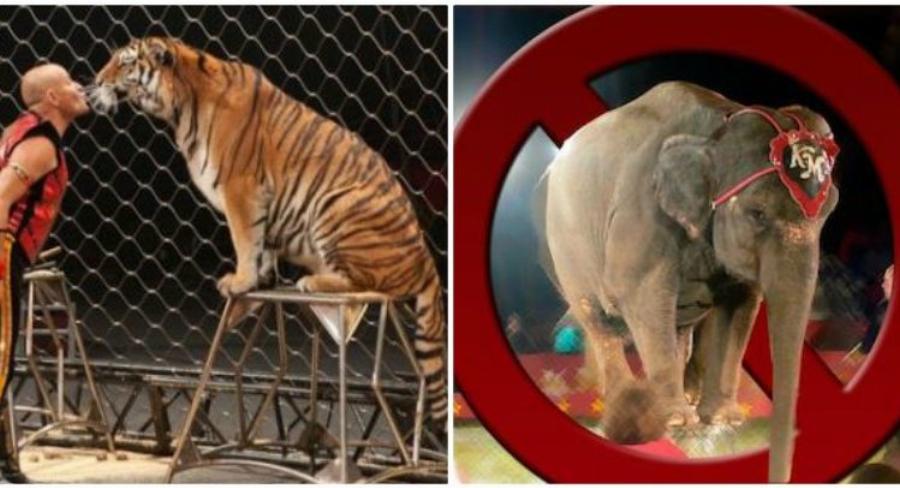 Καλιφόρνια: Μπράβο! Απαγόρευσε τις γούνες και τα σόου με άγρια ζώα σε τσίρκο
