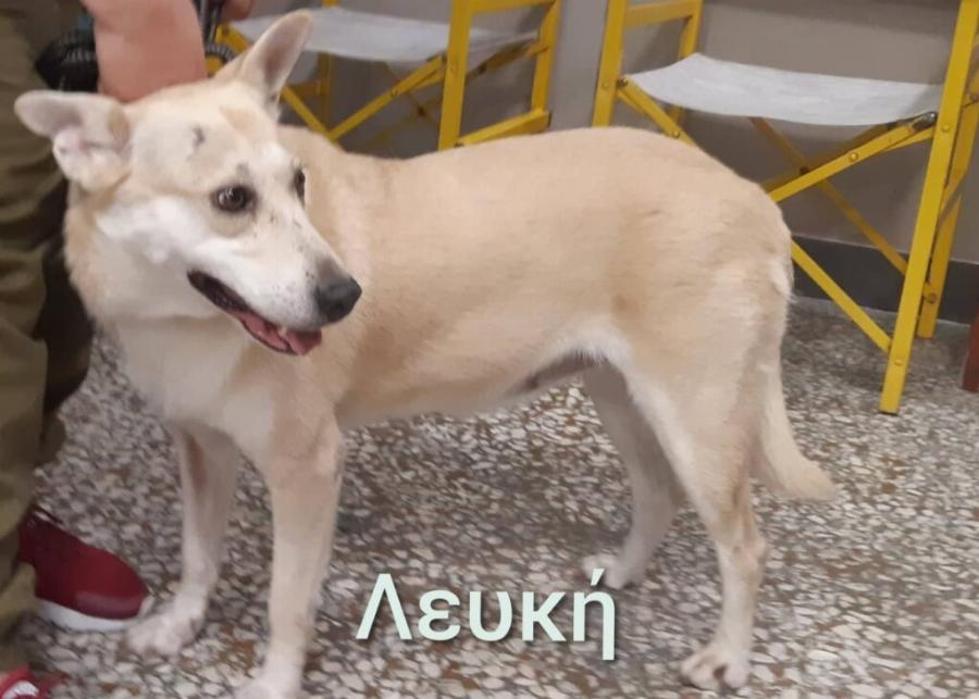 Πράξη αγάπης από τον Κινηματογράφο Παναθήναια, που φιλοξενεί αδέσποτα σκυλάκια μέχρι να βρουν σπίτι