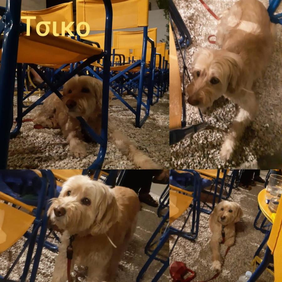 Πράξη αγάπης από τον Κινηματογράφο Παναθήναια, που φιλοξενεί αδέσποτα σκυλάκια μέχρι να βρουν σπίτι