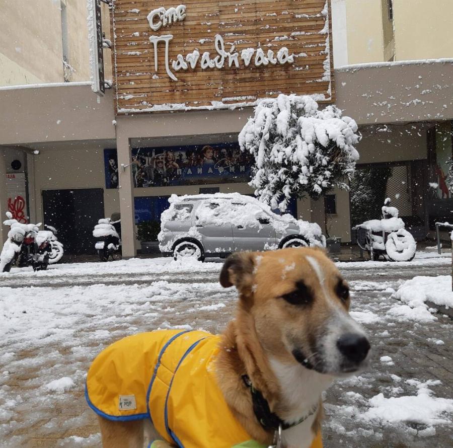 Πράξη αγάπης από τον Κινηματογράφο Παναθήναια, που φιλοξενεί αδέσποτα σκυλάκια μέχρι να βρουν σπίτι