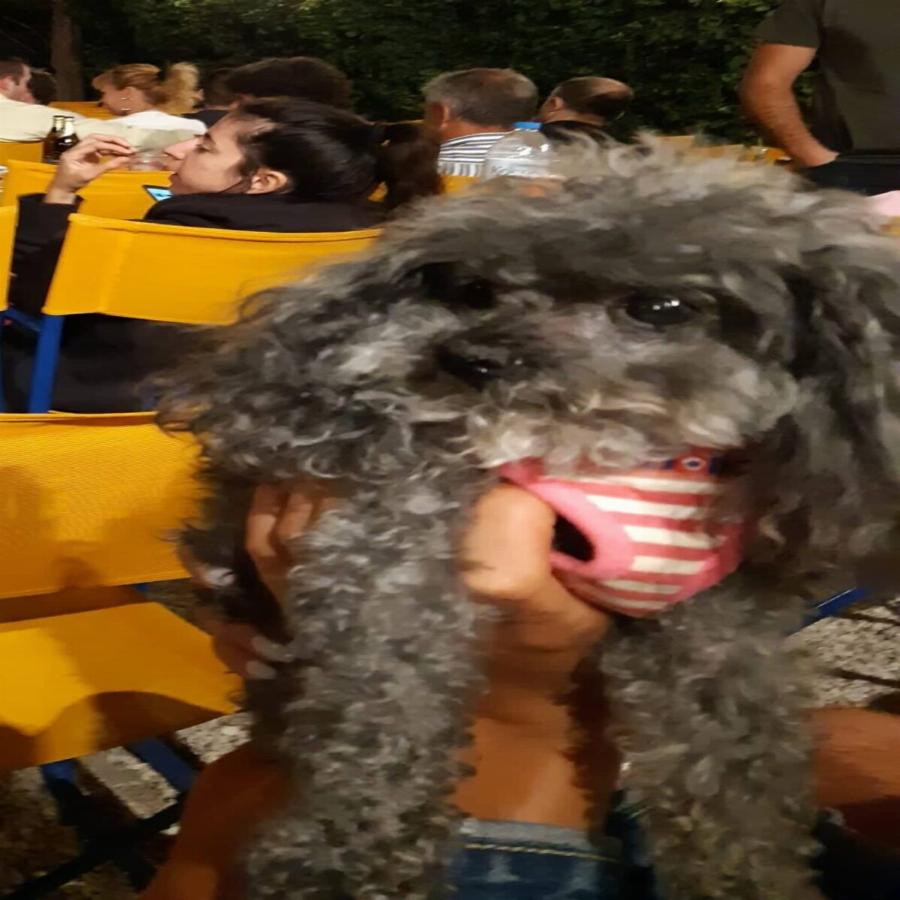 Πράξη αγάπης από τον Κινηματογράφο Παναθήναια, που φιλοξενεί αδέσποτα σκυλάκια μέχρι να βρουν σπίτι