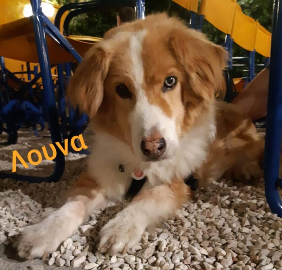 Πράξη αγάπης από τον Κινηματογράφο Παναθήναια, που φιλοξενεί αδέσποτα σκυλάκια μέχρι να βρουν σπίτι