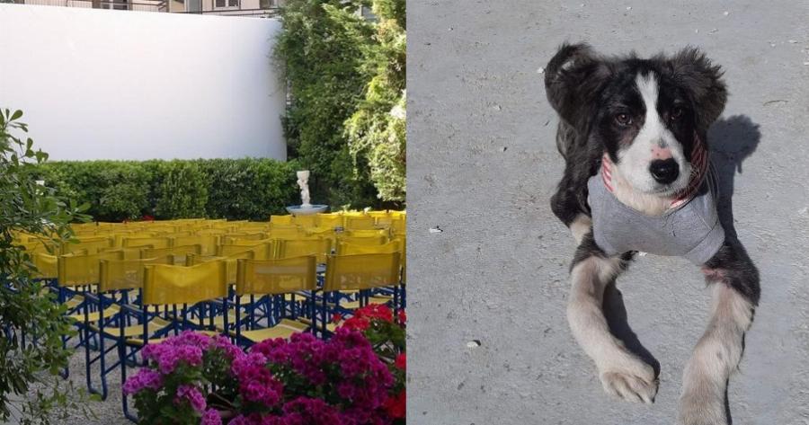Πράξη αγάπης από τον Κινηματογράφο Παναθήναια, που φιλοξενεί αδέσποτα σκυλάκια μέχρι να βρουν σπίτι