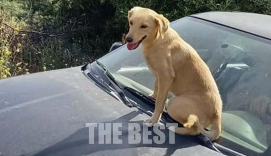 Χάτσικο της Αχαΐας: Δεν εγκαταλείπει το αφεντικό του που τραυματίστηκε σε τροχαίο